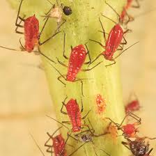 Flowers or fruit can become. Aphids On Sunflower Uroleucon Helianthicola Bugguide Net
