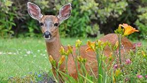 Form is oval to rounded. Deer Resistant Vines Trees Shrubs Landscaping Miracle Gro