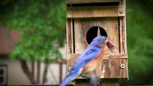 Occasionally an eastern bluebird will add feathers to a nest. Eastern Bluebird Feeding Babies Youtube