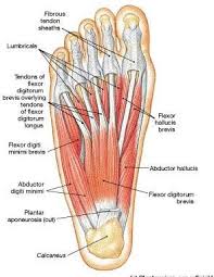 This is an important introduction to how physiologists view the body. Muscles Of Feet Human Muscle Anatomy Body Anatomy Human Skeleton Anatomy