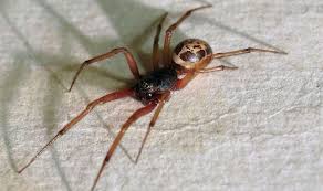 False widows (steatoda sp.) are sometimes confused for black widow spiders (latrodectus sp although false widows do have a venomous bite, the venom is not particularly potent. False Widow Spider Invasion Uk Spider Bite Hotspot Revealed Nature News Express Co Uk