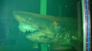 Search the complete list of episodes and pitches for news, reviews, outcomes and updates on the entrepreneurs and businesses from abc's shark tank. Fight To Save Dead Shark Found At Abandoned Wildlife Park