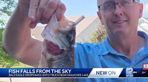Bald Eagle Drops Fish On Family's Truck In Waukesha County