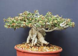 Image result for Euphorbia davyi