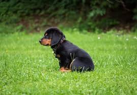 Hard to say for a random puppy, so i'll just go with what accessories should i get for my rottweiler puppy? A Complete List Of Funny Cute And Unique Small Dog Names 2021