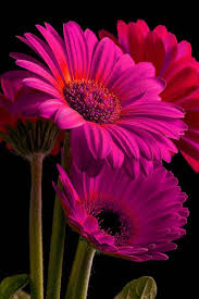 Pin By Naika Michel On Szuletesnap Beautiful Flowers Flower Pictures Flowers Photography