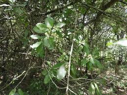 Image result for Euclea schimperi