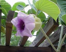 Image result for Argyreia nervosa