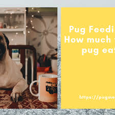 Best Food For Pugs Detailed Review And Buyers Guide Pug