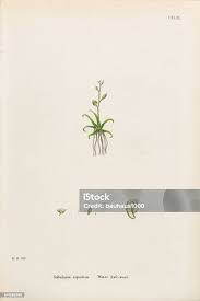 Image result for Subularia