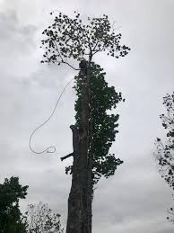 Exceptional tree services in warren, nj. Warren Tree Specialists Home Facebook