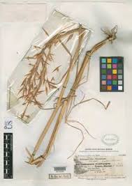 Image result for Hyparrhenia tamba