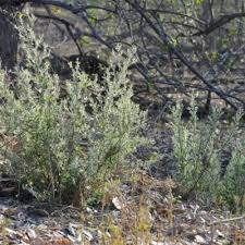 Image result for Laggera gracilis