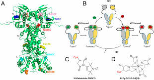 We provide payroll, global hcm and outsourcing services in more than 140 countries. Two Closed Atp And Adp Dependent Conformations In Yeast Hsp90 Chaperone Detected By Mn Ii Epr Spectroscopic Techniques Pnas