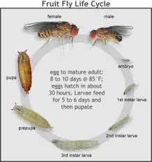 fruit fly control pest control canada