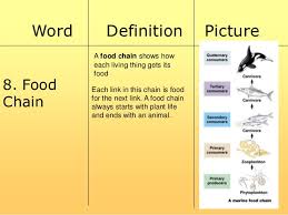 Each food chain is one possible path that energy and nutrients may take as they move through the ecosystem. Food Chain And Web Power Point 2 03