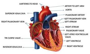 We did not find results for: Transportation The Circulatory System