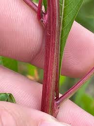 Image result for Ludwigia erecta