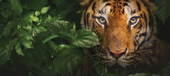 The tiger is the largest and heaviest member of the cat family. Day Trip To Tiger Kingdom In Chiang Mai Book At Civitatis Com