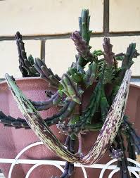 Image result for Orbea variegata