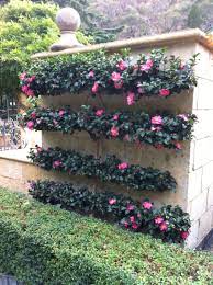 A Perfect Camellia Sasanqua Espalier Create Your Own Best Varieties With The Best Growth Habits Are Now In Stock New Garden Planning Plants Flower Garden