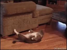 Cats And Dogs Funny Cat Gifs Dogs Gifs Collection Funny Cat Photos Funny Cat Videos Funny Animal Videos