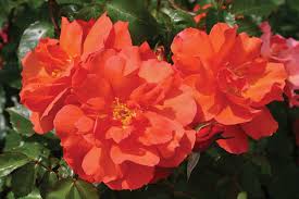 Truly one of the best climbing plants for pergolas, the grapevine will not only give shade and a warm sitting place but juicy grapefruits too. 9 Proudly South African Roses Rose Care The Gardener The Gardener