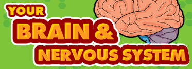 Resultado de imagen de NERVOUS SYSTEM FOR KIDS