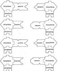 Pin By Brianna James On Biology Biology Lessons Teaching Biology Biology Classroom