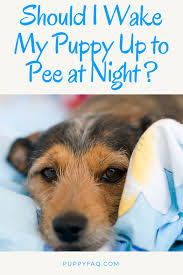 Should I Wake My Puppy Up To Pee At Night Potty Training Puppy Puppy Training Crate Training Puppy