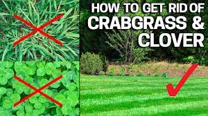 One of the most popular lawn alternatives is white clover (trifolium repens), also known as dutch clover or dutch white clover. How To Get Rid Of Crabgrass Clover In The Lawn Weed Control Like A Pro Youtube