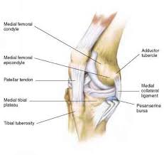 Although condyle and epicondyle are not very small features of the. Palpation Physical Examination Click To Cure Cancer