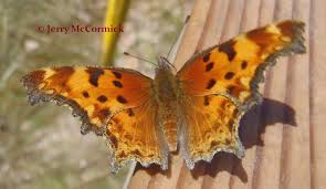 Image result for Cayratia gracilis