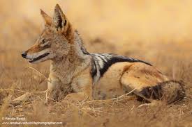 Black Backed Jackal Renata Ewald Wildlife And Nature Photography Wild Dogs Live Animals Unusual Animals