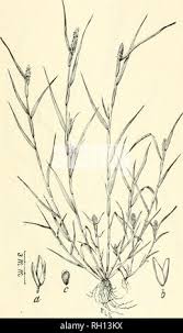 Image result for Bulbostylis schoenoides