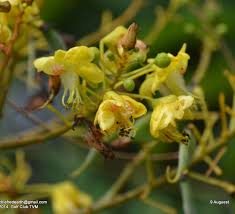 Image result for Caesalpinia sappan