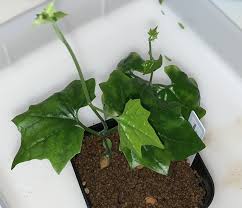 Image result for Cyclantheropsis parviflora