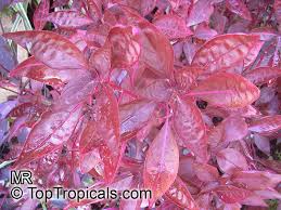 Image result for Iresine lindenii