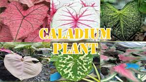 Plant care and tip on how to make the caladium florida clown (or any caladiums.) bushier! Varieties Of Caladium Plant And Their Names Madam Yhenxy Youtube