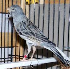 Cara mudah agar jalak suren cepat gacor. Blacken Silangan Blackthroat Vs Kenari Gaco Gacor