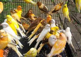 Facebook gives people the power to share and makes the world. Mengenal Jenis Jenis Burung Kenari Plus Foto New Johny Wuss