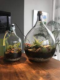 ecosysteem planten in een fles lamp closed terrarium plants terrarium plants room with plants