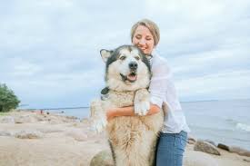 Siberian husky was initially bred by the chukchi people of siberia and arrived in alaska during the nome gold rush. 10 Best Siberian Husky Rescues For Adoption 2021 Our Top 10 Picks