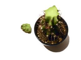 Certain species may be easier than others to propagate how to root a broken piece of cactus. How To Mend A Cactus Ifixit Repair Guide