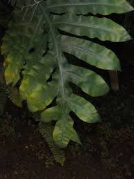 Image result for Pycreus cuanzensis