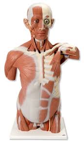 Muscles of the lower limbs and the trunk; Life Size Muscle Torso 27 Part Anatomical Models Anatomical Charts