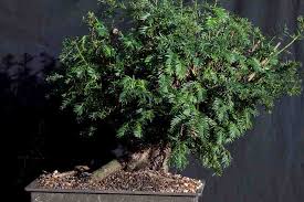 The 'ugly tree' becomes beautiful bonsai by graham potter. Taxus Baccata And Cuspidata Growing Bonsai