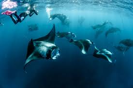 Diving Or Snorkeling With Manta Rays Is An Unforgettable Experience Komodo National Park Komodo Island Maldives
