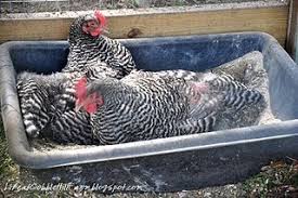 Chicken Coop 101 Thirteen Lessons Learned Poulailler Elever Des Poulets Poulets