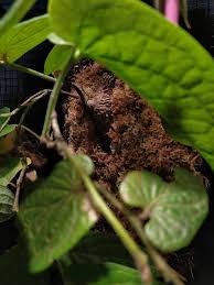 Image result for Cyphostemma lanigerum